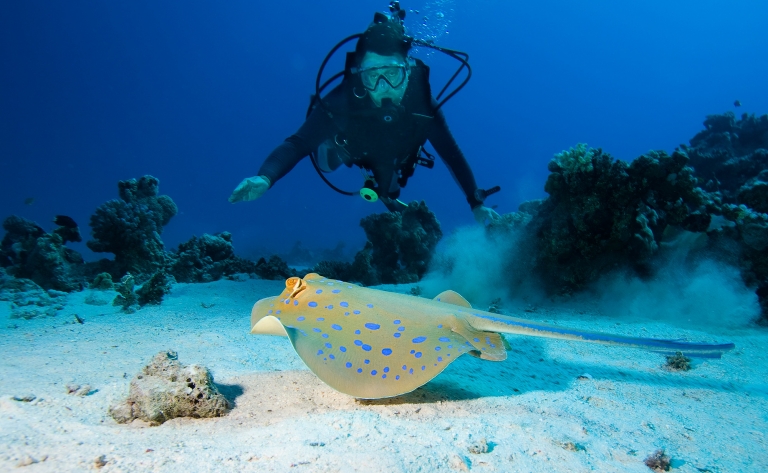 Merveilles de la Grande Barrière de Corail